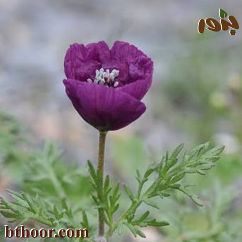 بذور زهرة البختري-متجر بذور الزراعي