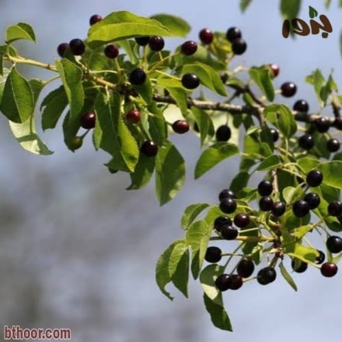 بذور عشبة المحلب ( Cerasus mahaleb )
