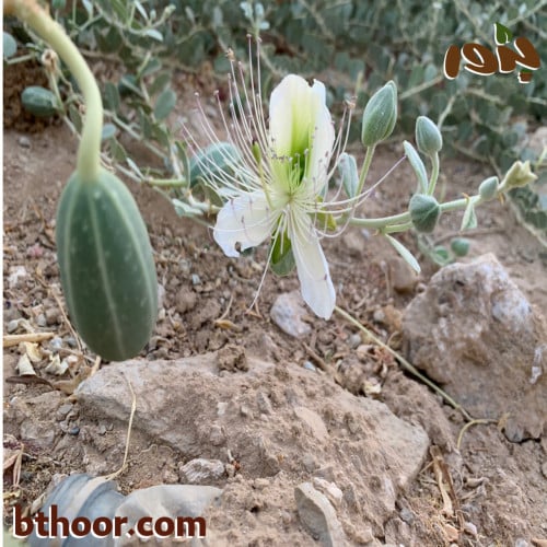 الشفلح جملة