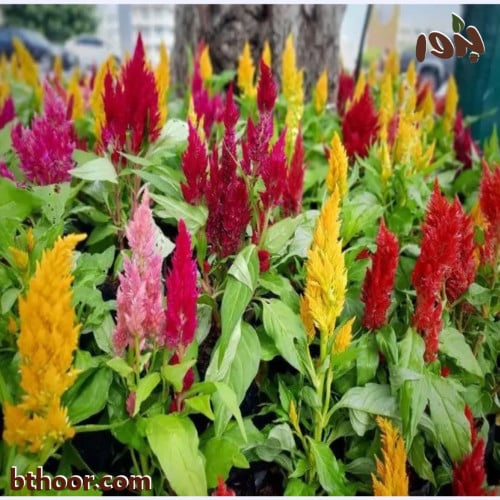 صورة زهور عرف الديك