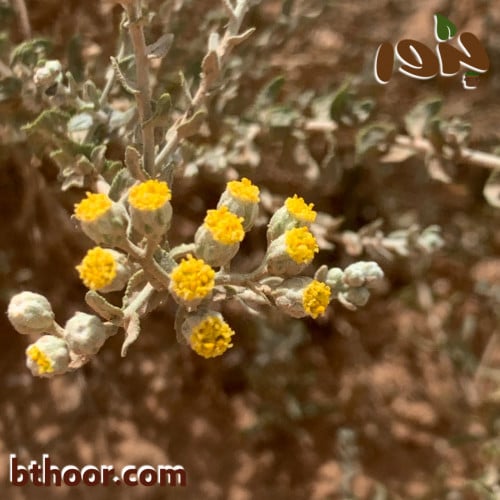 زهرة عشبة القيصوم