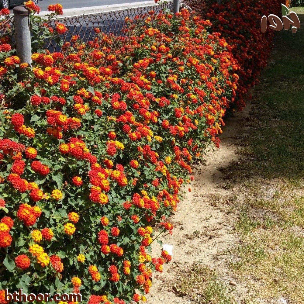 صورة زهور لانتانا كمارا برتقالي واصفر