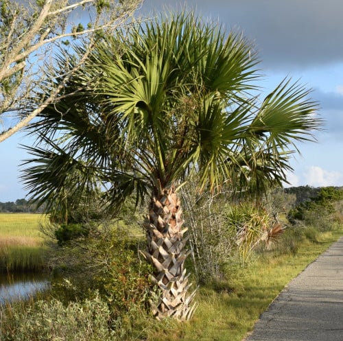 بذور نخيل السابال (ذيل الطاووس‬) Sabal palmetto