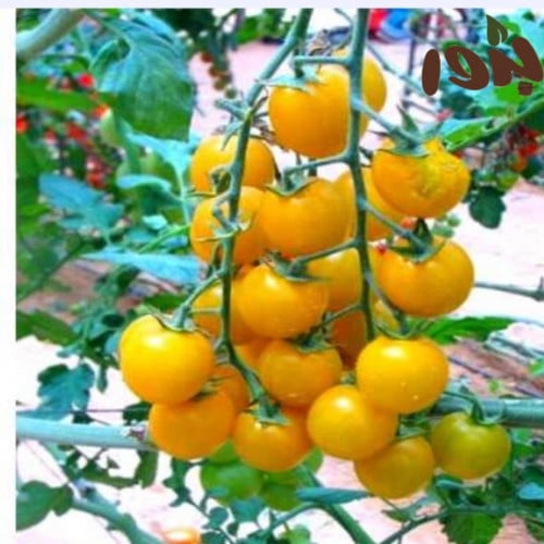 بذور طماطم شيري أصفر (Solanum lycopersicum 1 )
