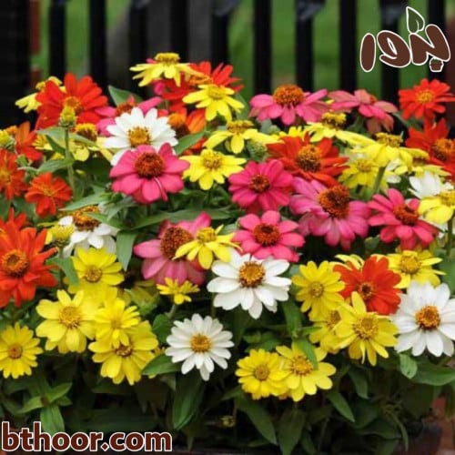 بذور زهرة الزينيا اللوان متعددة (Zinnia)