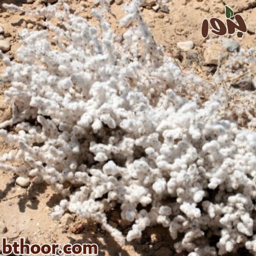 بذور القطينة (Bassia eriophora)