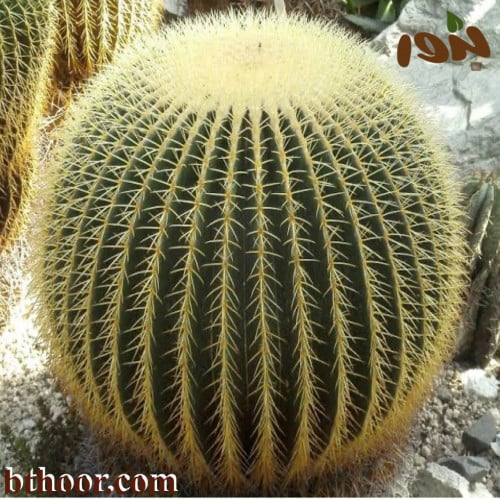 بذور صبار عمة القاضي-متجر بذور الزراعي