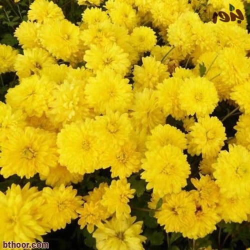 نبات الأقحوان الهندي