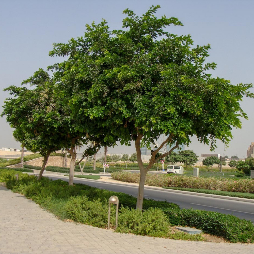 شجرة البونجاميا