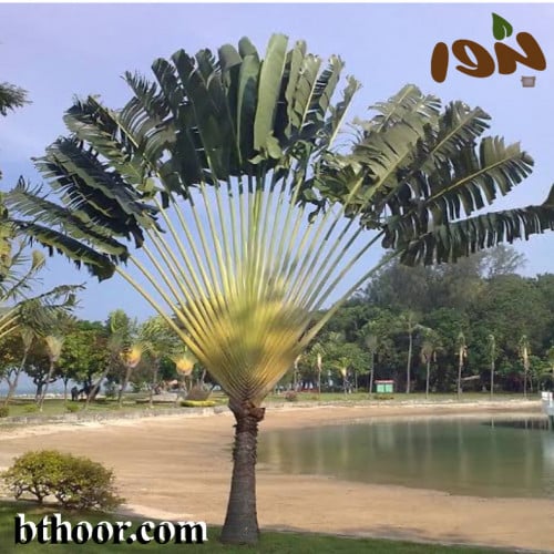 بذور نخيل رافينالا- الموز الكاذب(Ravenala madagasc...