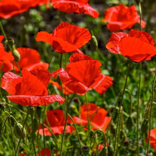 بذور الديدحان الأحمر الموسمي ( Papaver glaucum )