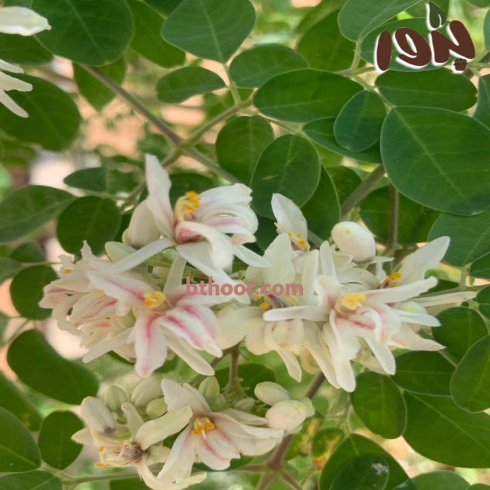 زهور المورينقا اوليفيرا
