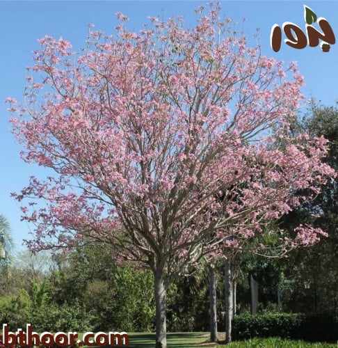 بذور شجرة التابوبيا الوردية البيضاء-متجر بذور الزراعي