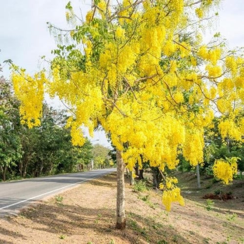 بذور كاسيا فستيولا - خيار شمبر ( Cassia fistula )