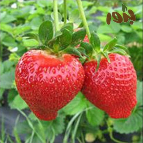 بذور الفراولة ( Fragaria x ananassa )