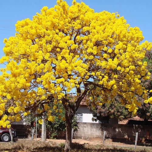 بذور شجرة التابوبيا الذهبية-ارجنتينا(Tabebuia aure...