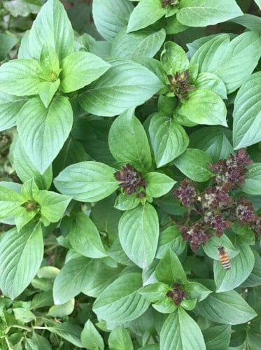 بذور ريحان طائفي 3جم