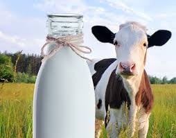 لبن بقر 500ML