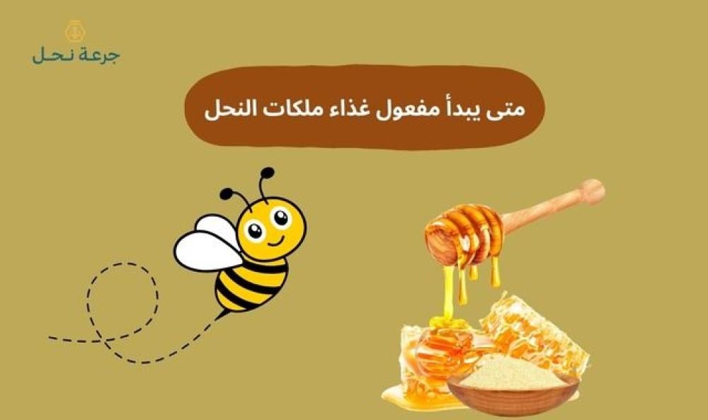 متى يبدأ مفعول غذاء ملكات النحل