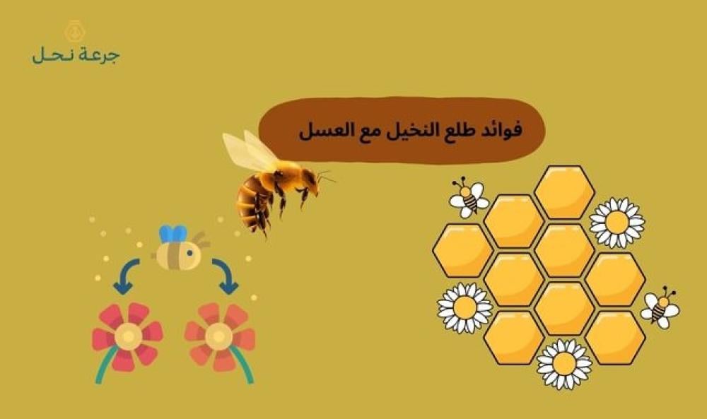 فوائد طلع النخيل مع العسل