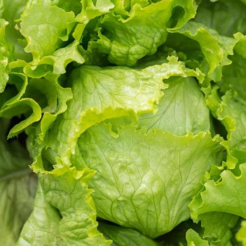 بذور خس أمريكي - Lechuga Grandes