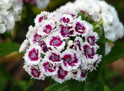 بذور سويت وليام  مخلوط25