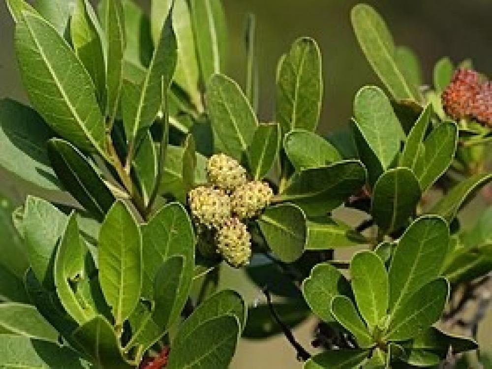 एसिएसी: पौधे की दुनिया में विविधता और अनुकूलन