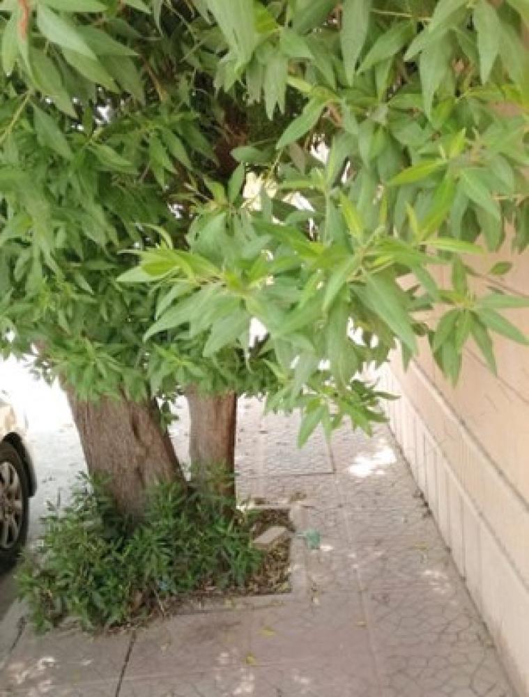 Arbre à Borsom