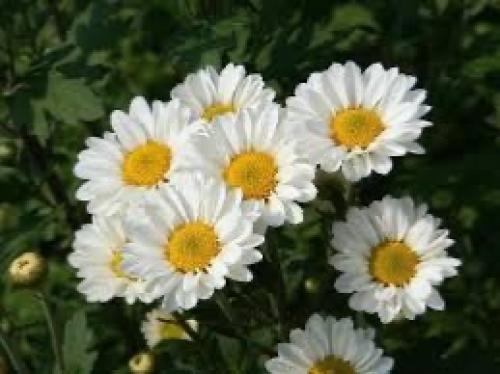 Chrysanthemum - شركة لارا السعودية