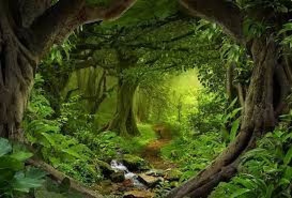 Parties d&#39;arbre
