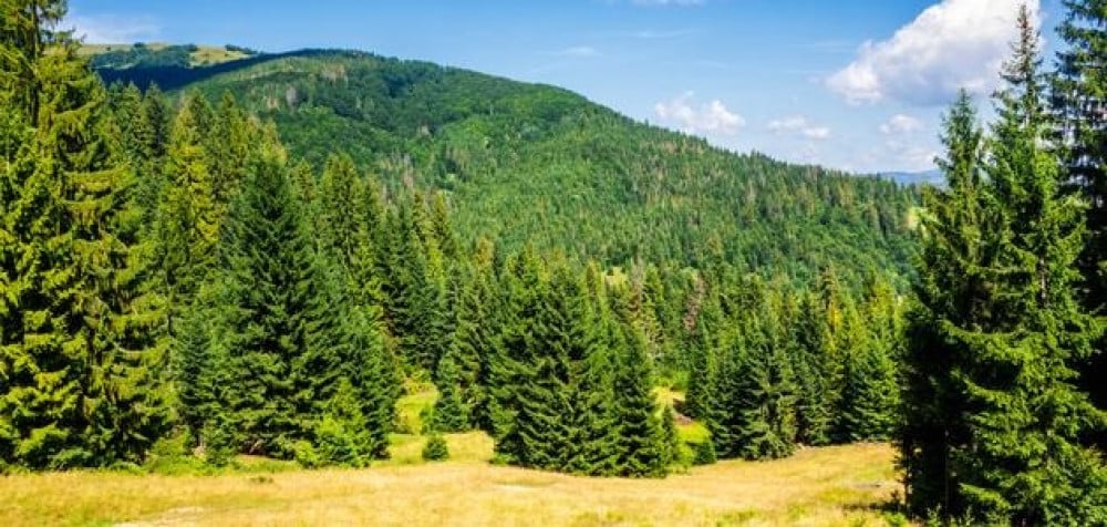 Les arbres dans le monde