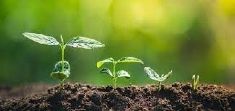 Comment l&#39;arbre pousse et comment il se reproduit