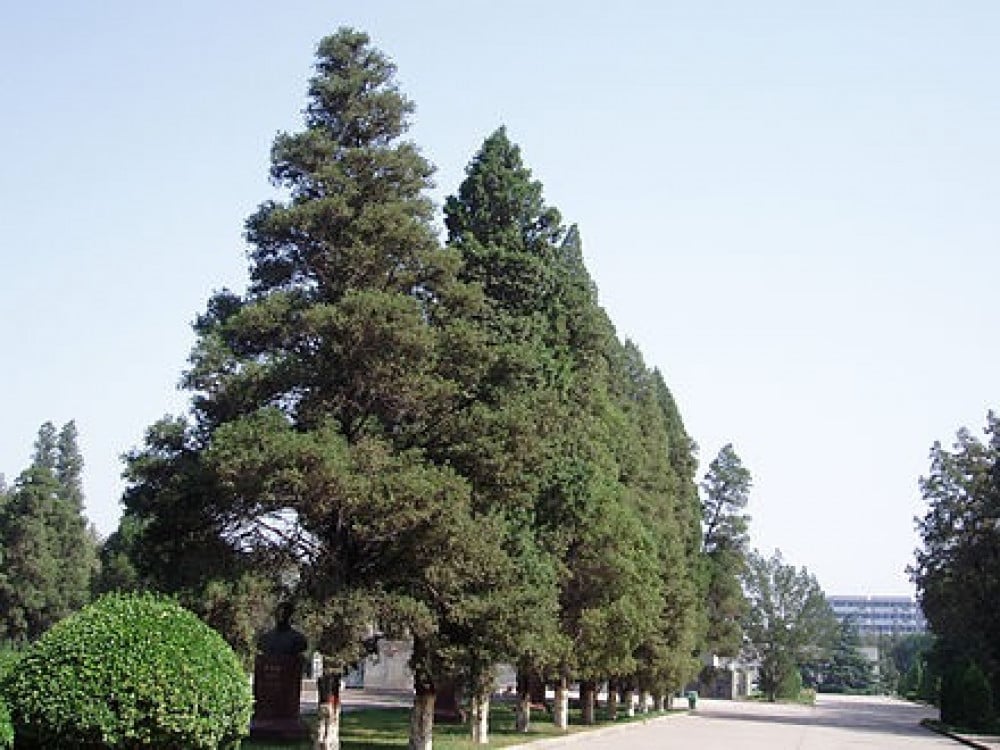 شجر العرعر