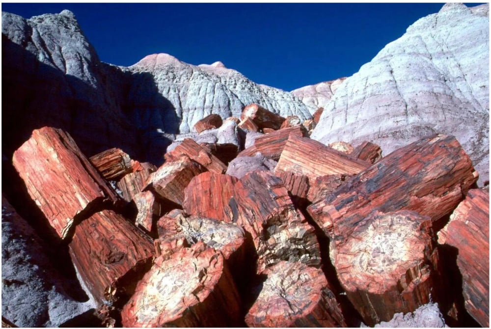 الغابات المتحجرة