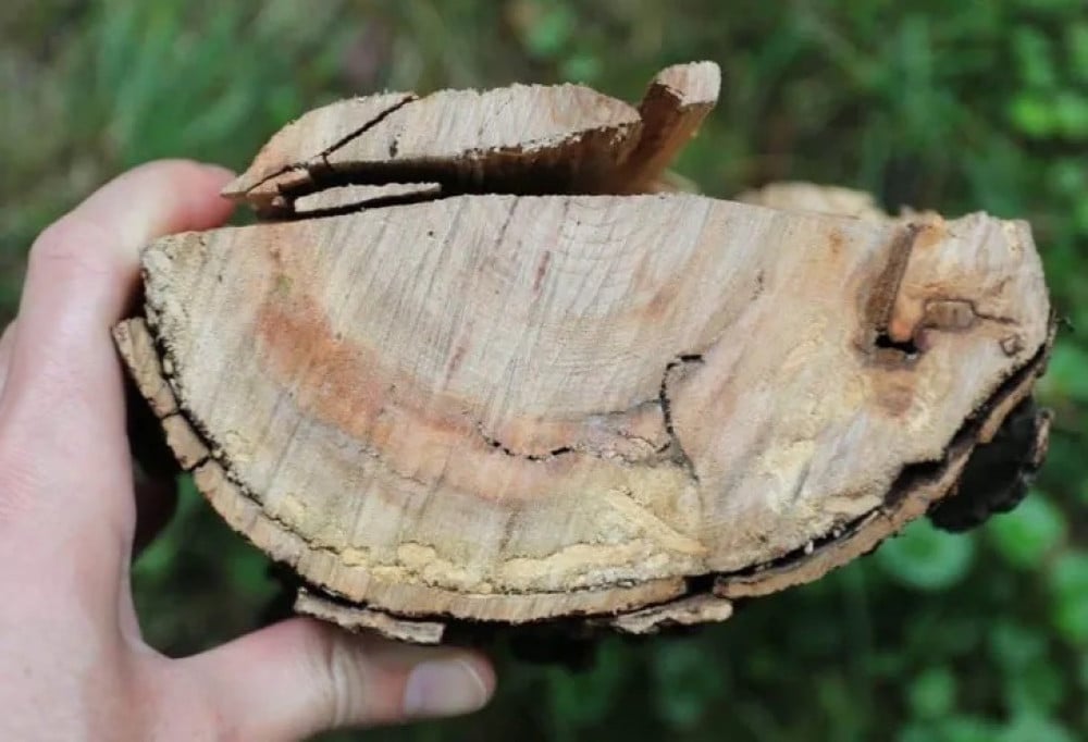 Bois de chauffage Oro