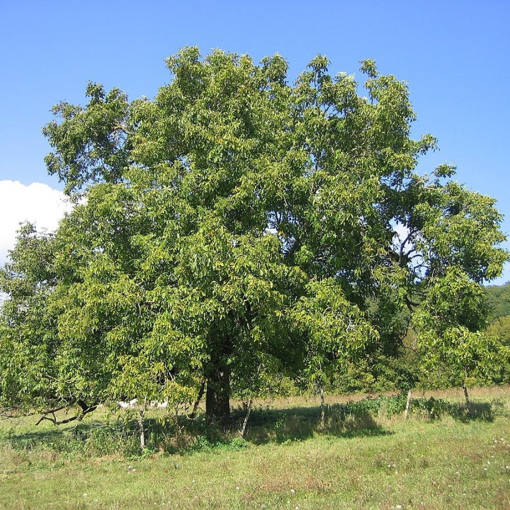 La noix est un fruit et un arbre