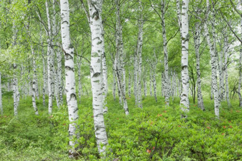 Plantation et entretien des arbres