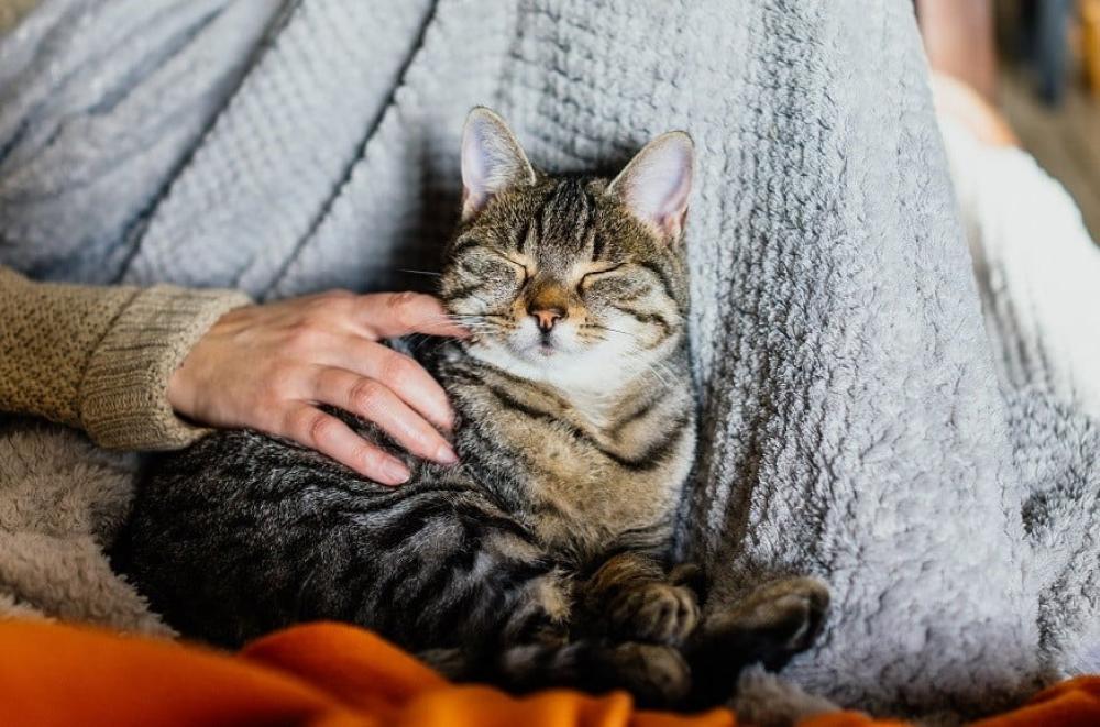 طرق وكيفية العناية بالقطط الكبيرة أو المُسنة