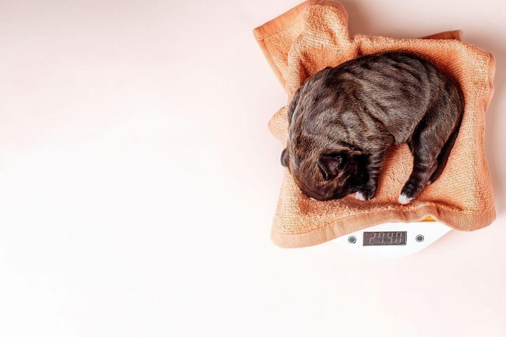 كيف تحدد الوزن المثالي لكلبك وتحافظ عليه بسهولة