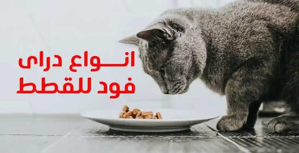 دليلك الشامل لدراي فود للقطط: كل ما تحتاج معرفته قبل الشراء