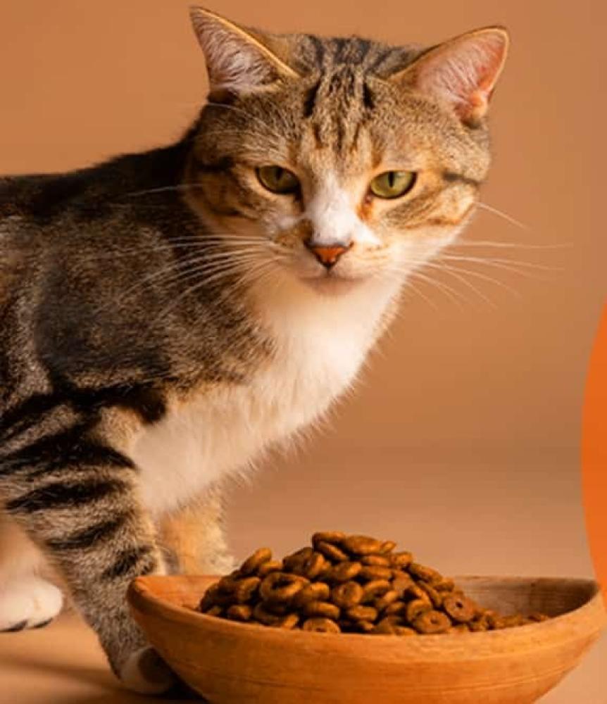 كمية الدراي فود المناسبة للقطط يومياً — الجدول الكامل