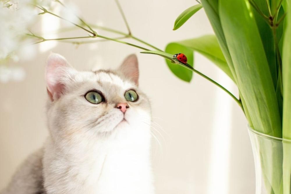 النباتات السامة للقطط