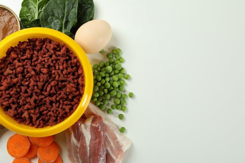 أهمية البروتين في طعام القطط: دليل شامل لاختيار الغذاء المناسب لقطتك