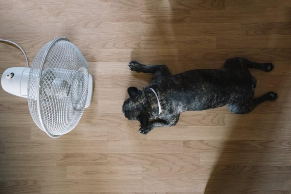 كيفية الوقاية من ضربة الشمس أو الاحتباس الحراري للقطط والكلاب