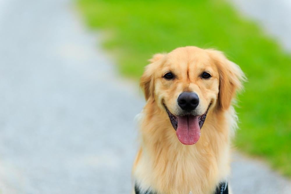 شكل براز الكلاب وأهم دلالاته على صحة كلبك