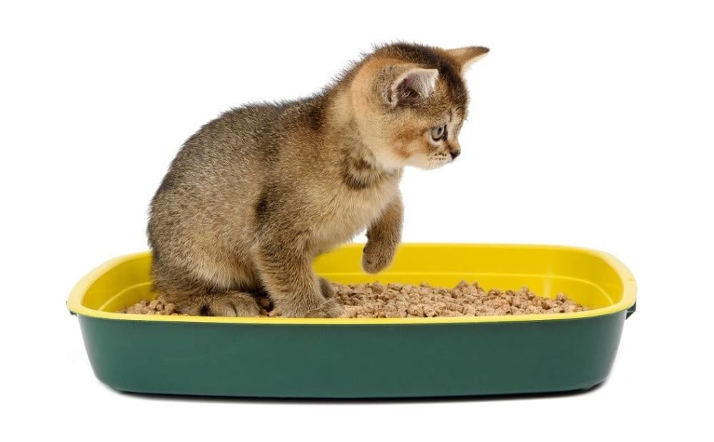 اسباب اسهال القطط وكيفية علاجه والوقاية منه