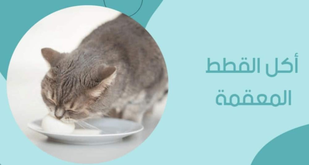 دراي فود للقطط المعقمة — ما الفرق وأيهما الأنسب لقطتك؟