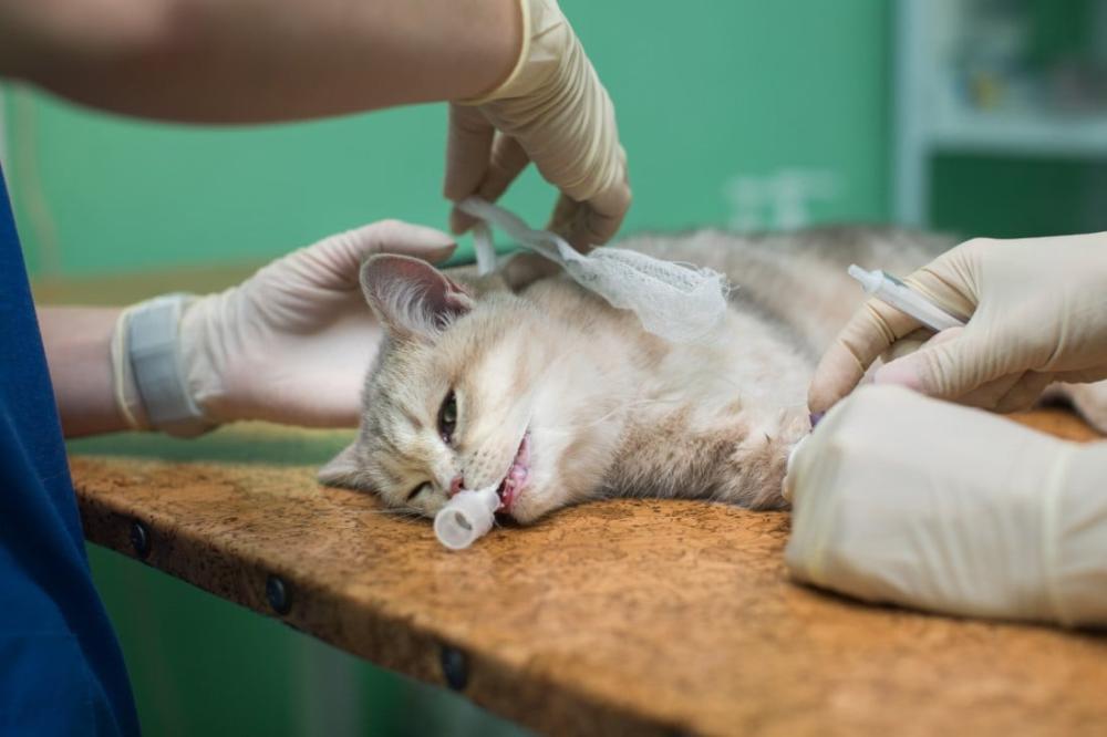 تسمم القطط ما هي الأسباب والأعراض وكيفية التعامل معه