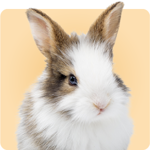 حيوانات صغيرة