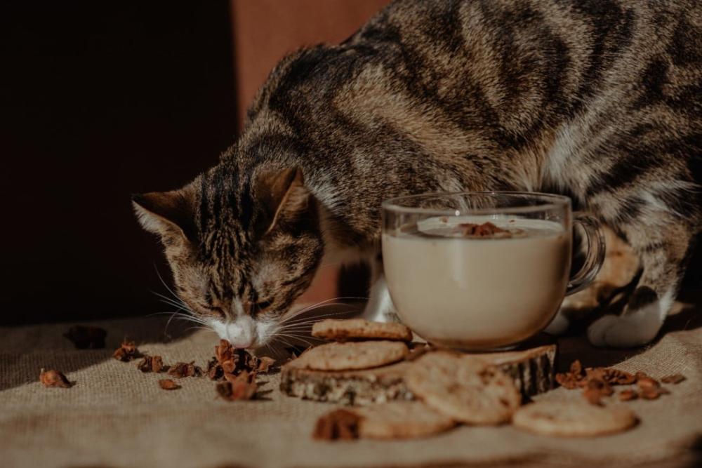 الاطعمة الضاره للقطط و التى يجب تجنبها